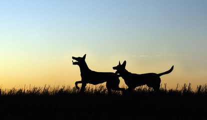 Two silhouettes of a dog against the background of the sky, Belgian Shepherd Malinois, dogs background.