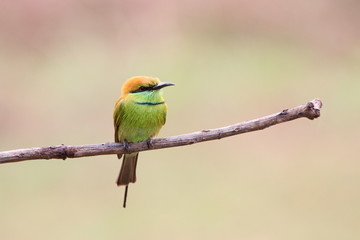 Bee-Eater
