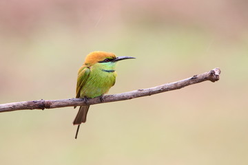 Bee-Eater