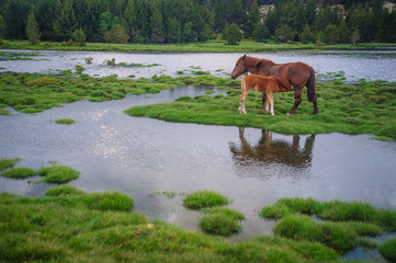 Horses and lake in a natural environment (Pyrenees range)