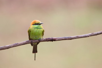 Bee-Eater