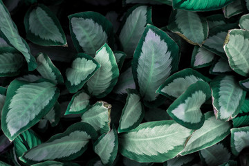 Fototapeta na wymiar closeup nature view of green leaf in garden, dark tone nature background, tropical leaf