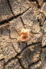 Shell of a sea mollusk that lies on dry cracked clay.
