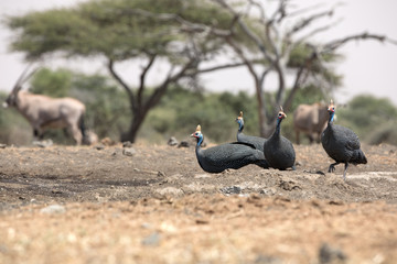 The helmeted guineafowl is the best known of the guineafowl bird family, Numididae, and the only member of the genus Numida.
