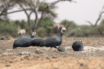 The helmeted guineafowl is the best known of the guineafowl bird family, Numididae, and the only member of the genus Numida.
