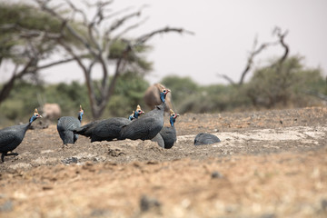The helmeted guineafowl is the best known of the guineafowl bird family, Numididae, and the only member of the genus Numida.