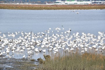 Hundreds of Snow Geese gathered together in the shallows of the sea.   Richmond BC Canada