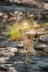 Indian stone curlew or Indian thick knee bird on wet rocks during monsoon safari at ranthambore national park, rajasthan, india