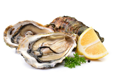 Oysters on a white background with lemon