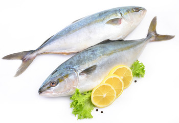  Fish yellowtai on white background (Japanese amberjack)