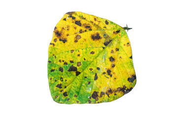 dry autumn leaves, Dried Leaf on isolated on white background, eaten by pests, leaves are eaten by worms