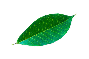 Rubber leaf isolated, green leave isolated on a white background