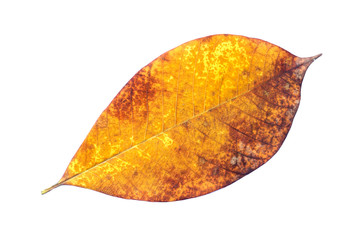 dry autumn leaves, Dried Leaf on isolated on white background, eaten by pests, leaves are eaten by...