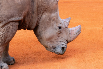 Portrait of a male bull white Rhino grazing in Etosha National park, Namibia.  Wild african animals. Close up of a rhino