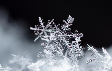 snowflake, little snowflake on the snow
