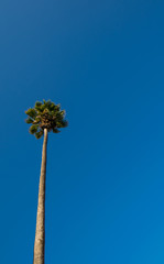 vertical image of a tall palm tree against a blue sky