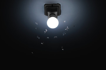 Flying termites attracted to light bulb