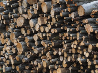 Sawn trees in the forest. Russia. Karelia