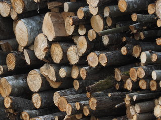 Sawn trees in the forest. Russia. Karelia