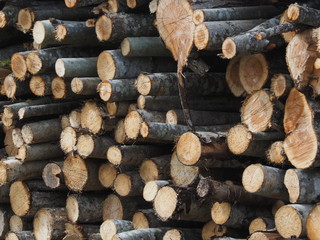 Sawn trees in the forest. Russia. Karelia