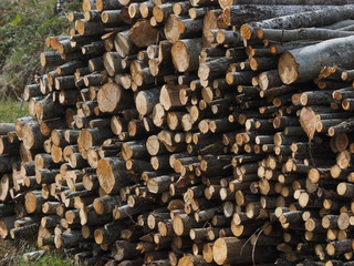 Sawn trees in the forest. Russia. Karelia