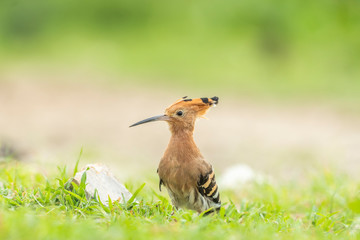 Common Hoopoe