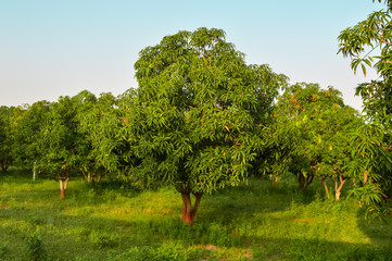 mangos trees and grass,mango garden