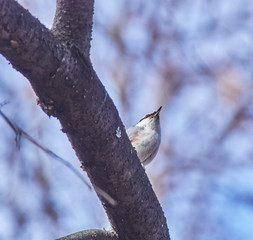 nuthatch bird on a tree