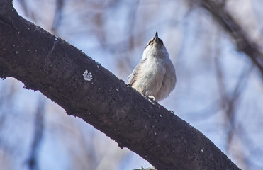 nuthatch bird on a tree