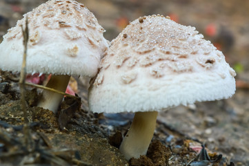 2 mushroom close up