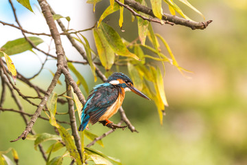 kingfisher on a branch