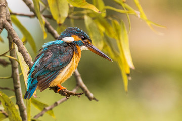 kingfisher on a branch