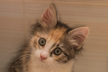 Beautiful cute little kitten portrait