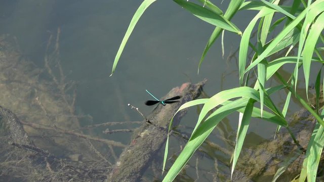 Flying Dragonfly Beautiful Demoiselle (Calopteryx virgo) over the stream of water in slow motion