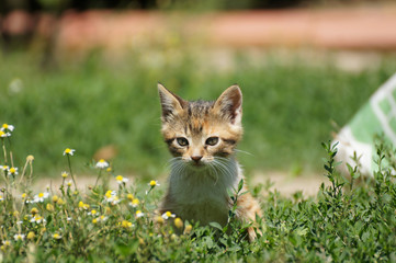 Naklejka na ściany i meble Beautiful cute little kitten at garden portrait
