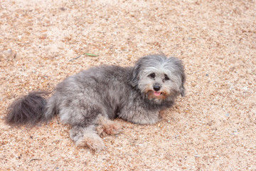 Gray poodle dog is sitting and sticking out the tongue on lateritic soil.