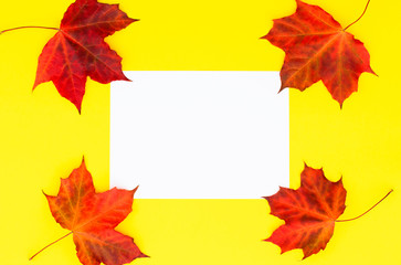 Naklejka na ściany i meble Blank paper on a yellow background with autumn maple leaves.