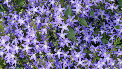 (Campanula poscharskyana)   Bordure tapiss&eacute;e de Campanules poscharskyana bleues