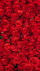 seamless background with red roses - obrazy, fototapety, plakaty