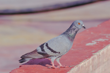 pigeon birds