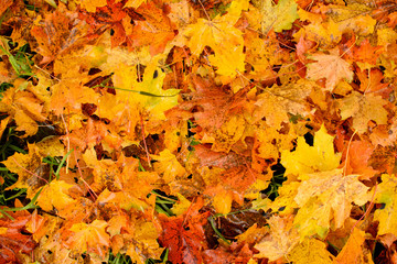Naklejka na ściany i meble Background from autumn maple leaves. Autumn concept.