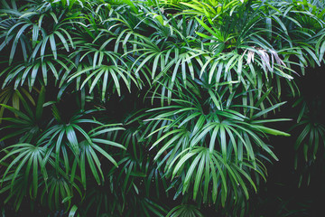 Fototapeta na wymiar abstract green leaf texture, nature pattern background, tropical leaf
