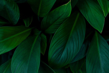 Obraz premium closeup nature view of green leaf in garden, dark tone nature background, tropical leaf