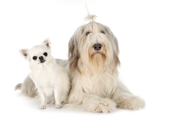 bearded collie and chihuahua