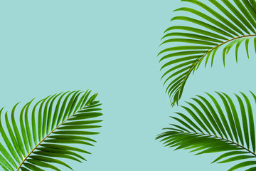 Natural palm leaf on pastel blue background, nature background