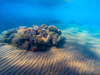 Underwater landscape with coral reef and fishes. Young coral reef on sandy sea bottom. Undersea scene with corals