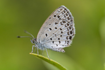 Fototapeta na wymiar 白い蝶