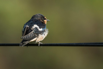 bird on a wire