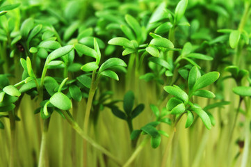 fresh green leaves of aromatic cress sprouts