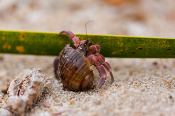 Little Crab trying to get to the Sea Macro shot 
